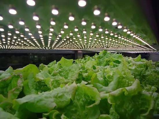 食品安全、植物工廠機械化與中藥健康、農業休閑的融合——藥最網農業開發新視角