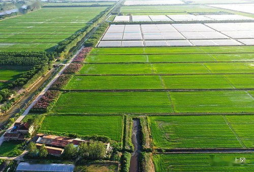 三港村 綠樹(shù)繁花映照下的現(xiàn)代農(nóng)業(yè)新畫(huà)卷